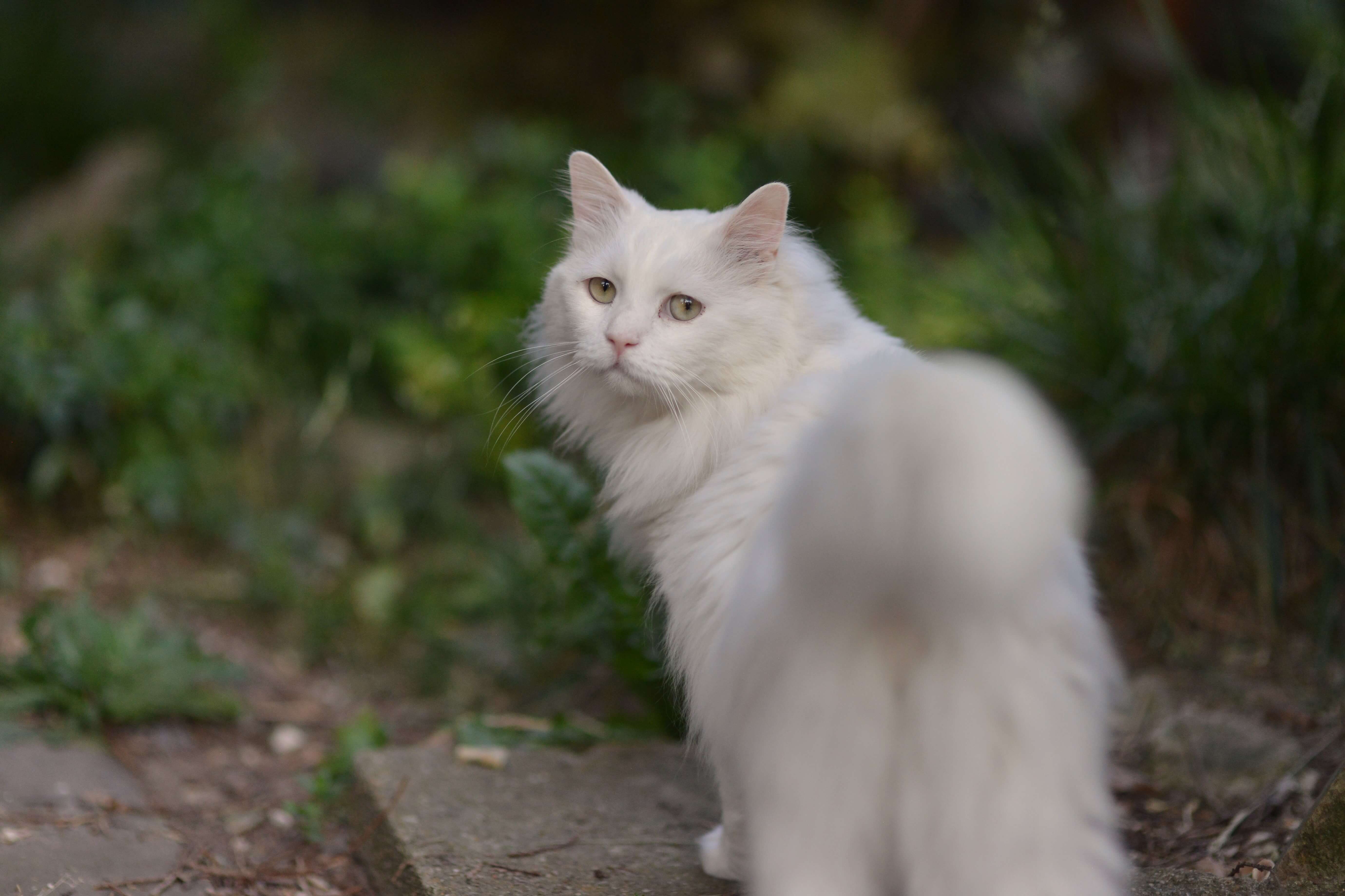 FIV kat voor adoptie op afstand