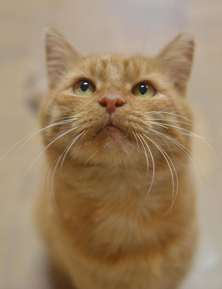 Buddy Kat