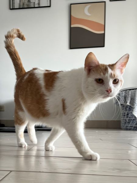 Kat 2