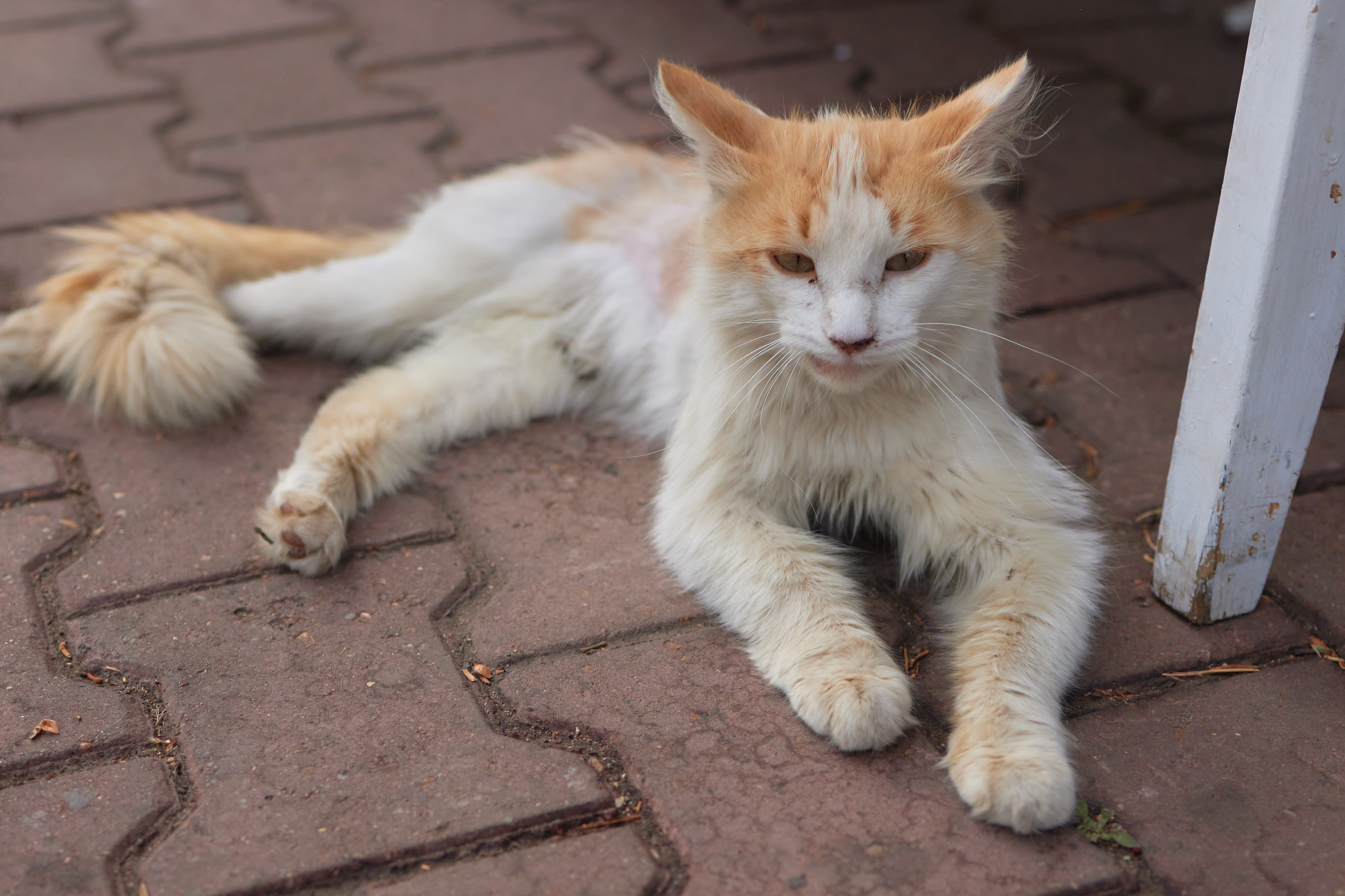 Kat op zoek naar familie