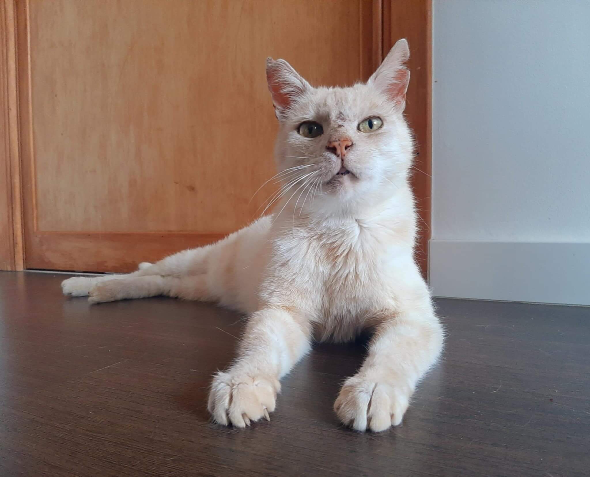 Adoptie op afstand bij Zwerfkat in Nood
