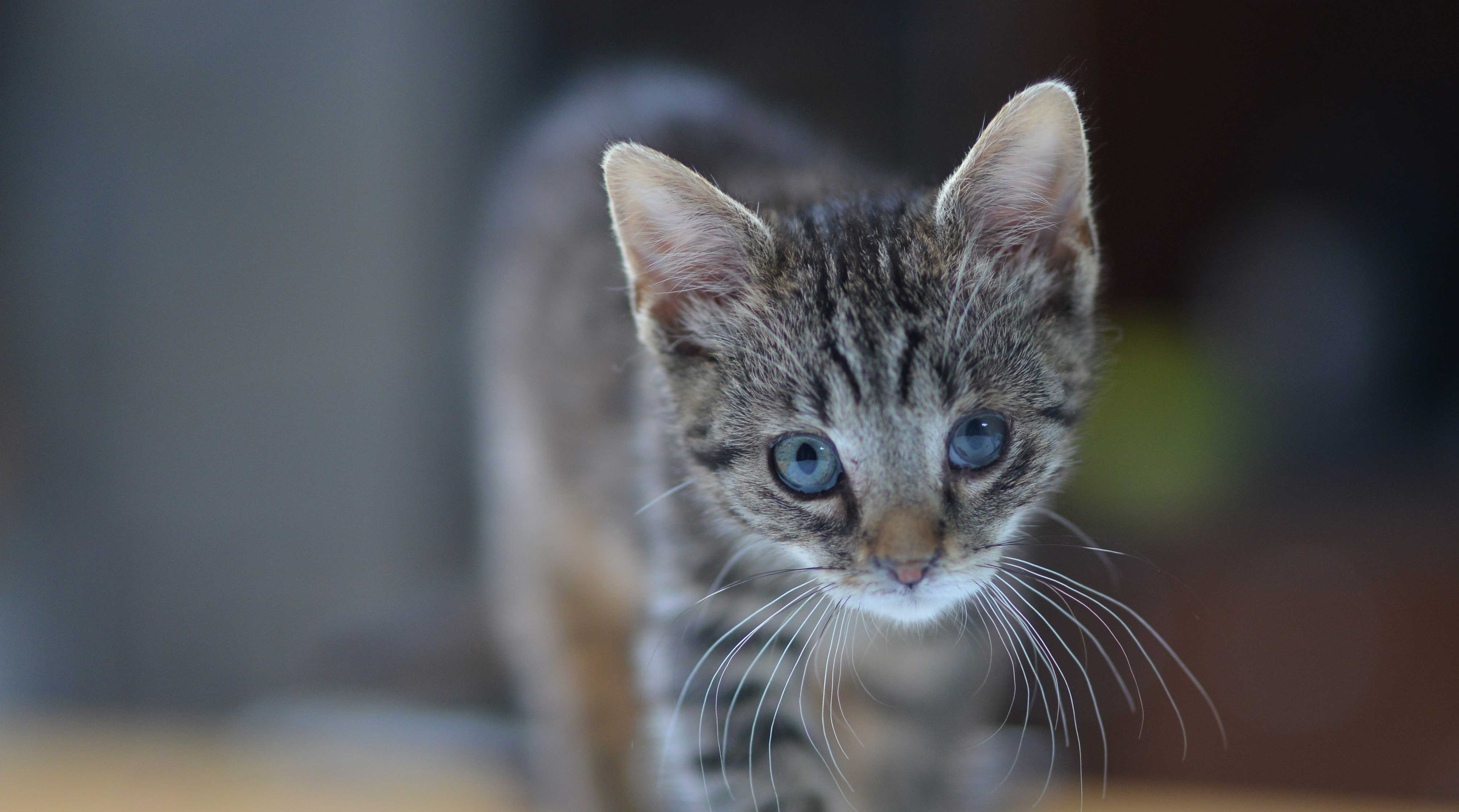 Katten beschikbaar voor adoptie