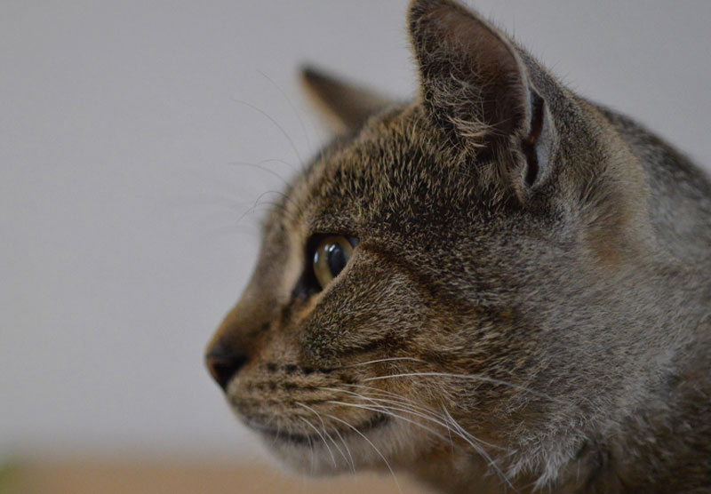 Kattenbemiddeling