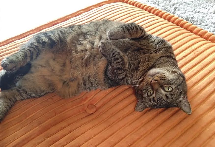 Kattenpraat