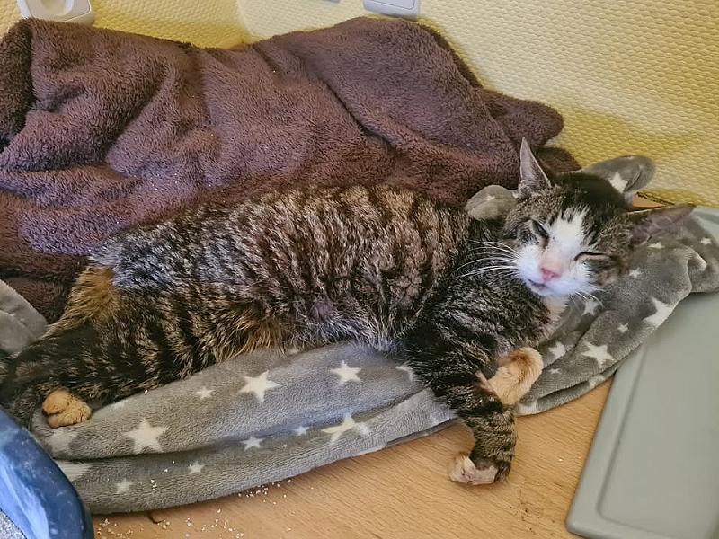 Kattenpraat
