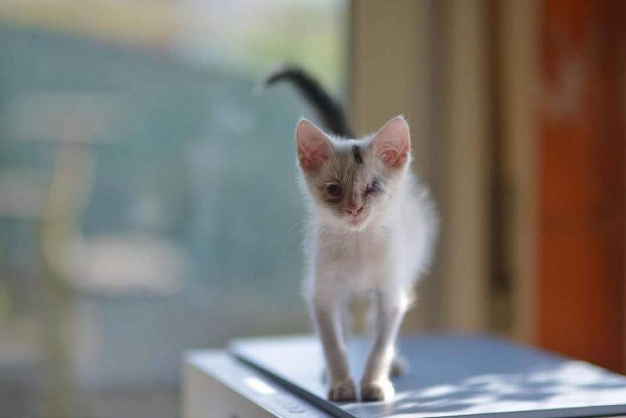 Kattenpraat