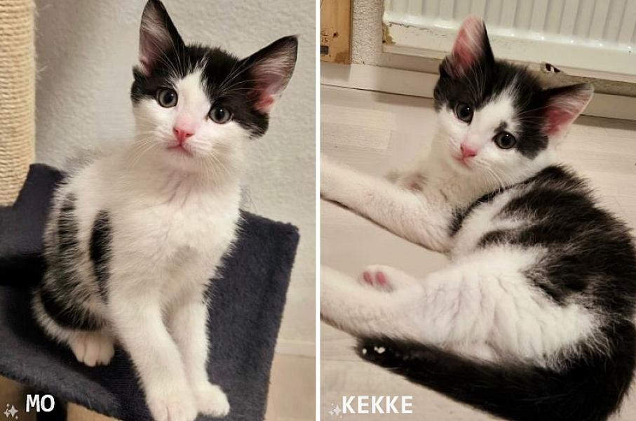 Kattenpraat