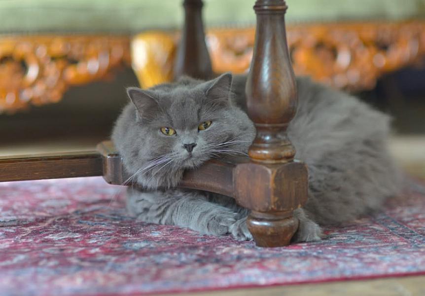 Kattenpraat