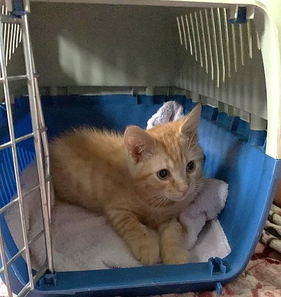 Kattenpraat