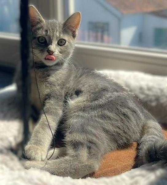 Kattenpraat