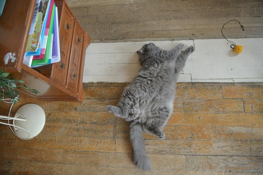 Kattenpraat