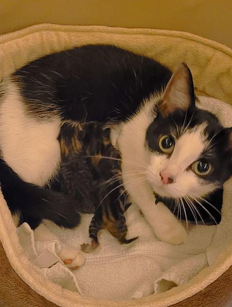 Kattenpraat