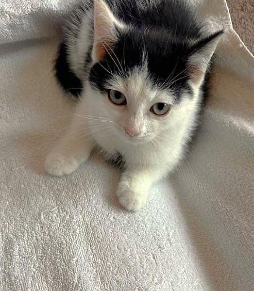 Kattenpraat