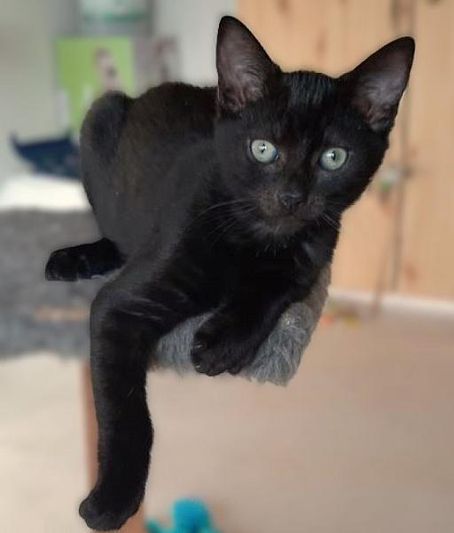 Kattenpraat