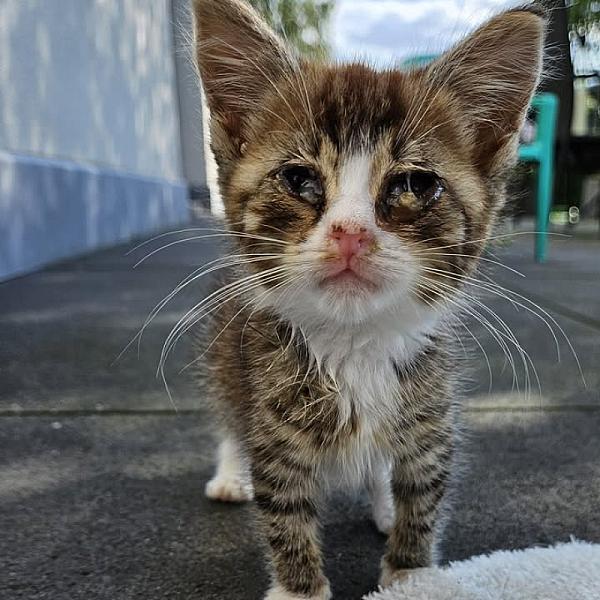 Kattenpraat