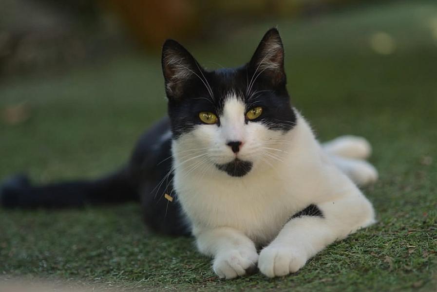 Kattenpraat