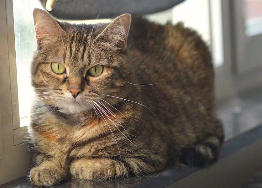 Kattenpraat