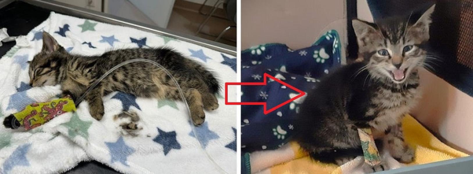 Kattenpraat
