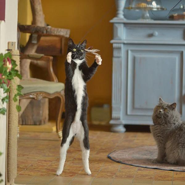 Kattenpraat