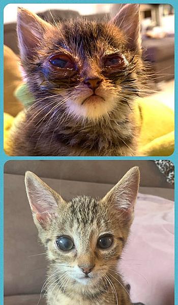 Kattenpraat