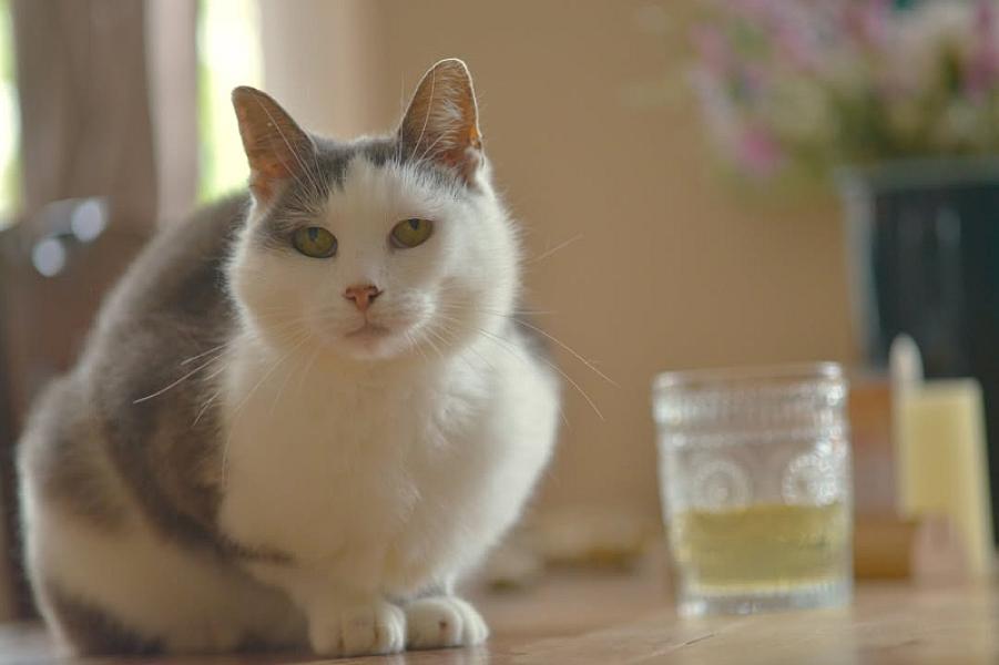 Kattenpraat