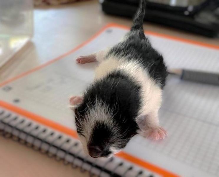 Kattenpraat