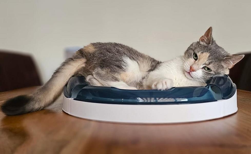 Kattenpraat