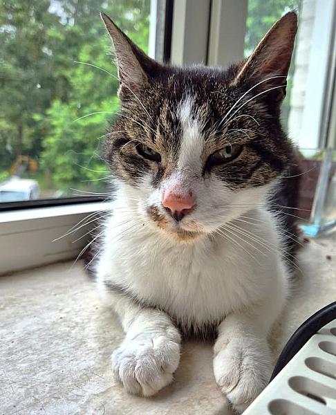 Kattenpraat