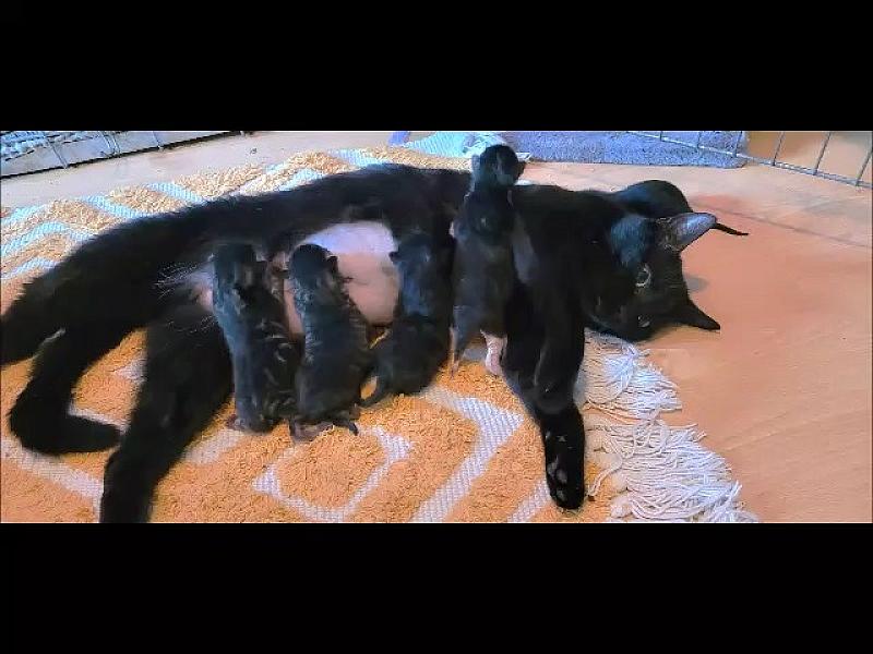 Kattenpraat
