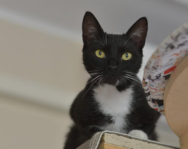 Kattenpraat