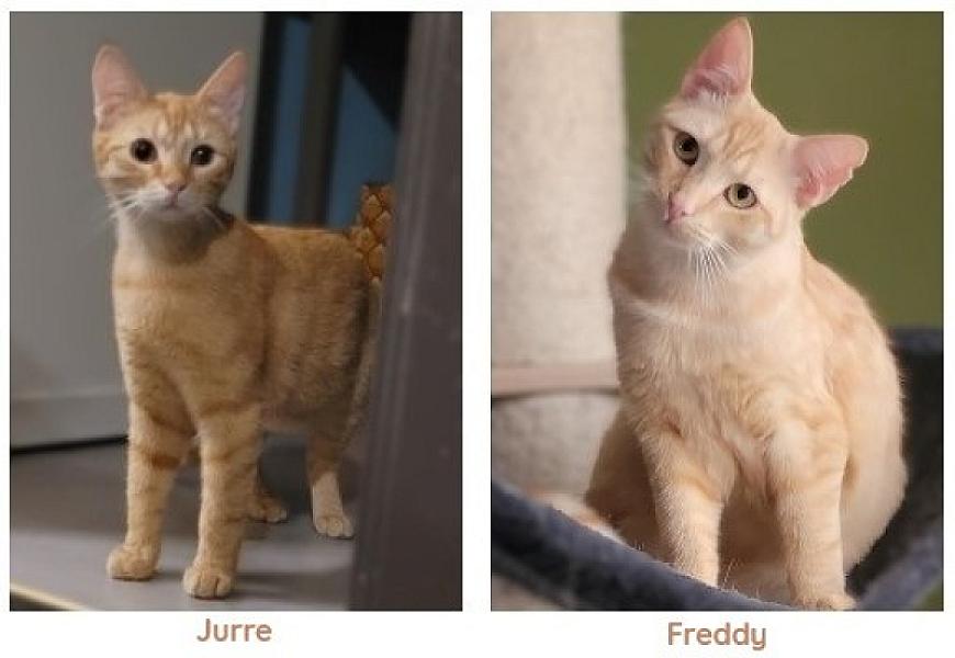 Kattenpraat