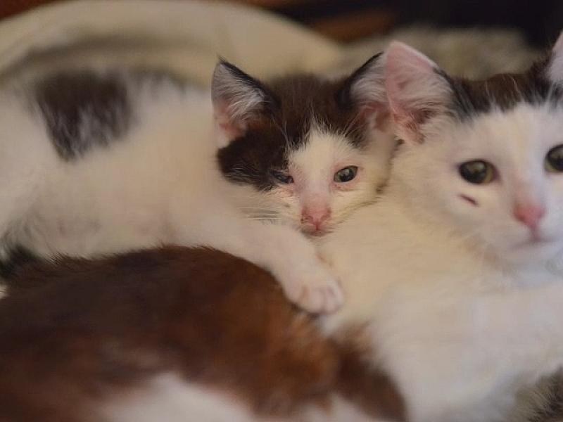Kattenpraat