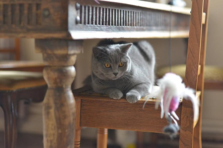 Kattenpraat