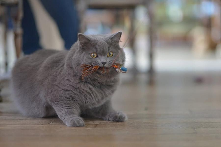 Kattenpraat