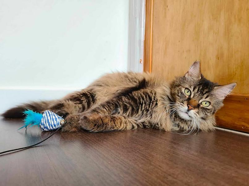 Kattenpraat