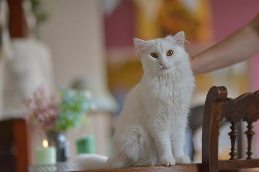 Kattenpraat