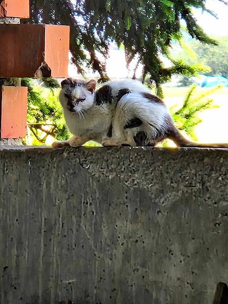 Kattenpraat