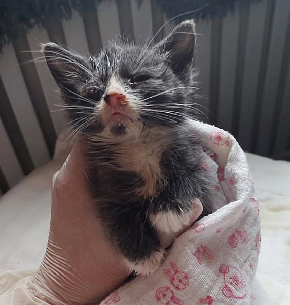 Kattenpraat