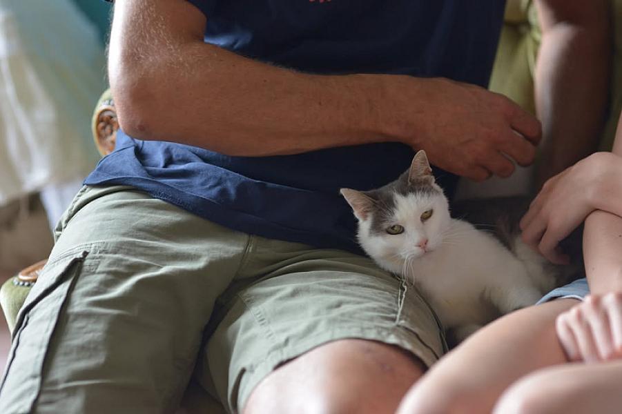 Kattenpraat