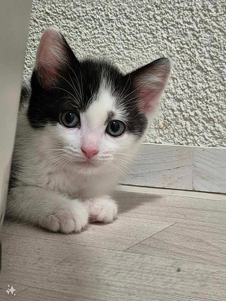 Kattenpraat