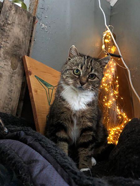Kattenpraat