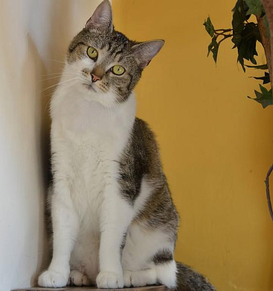 Kattenpraat