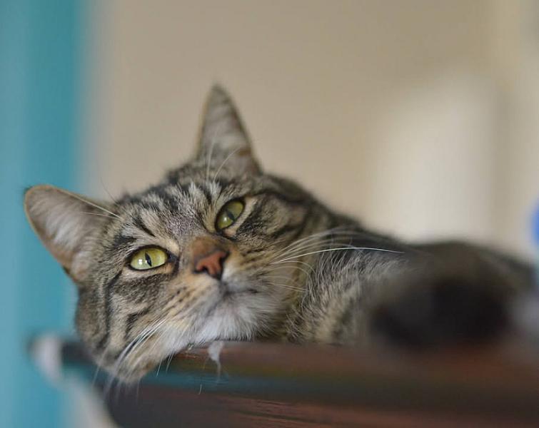 Kattenpraat