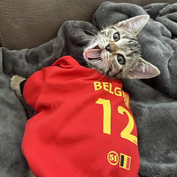 Kattenpraat
