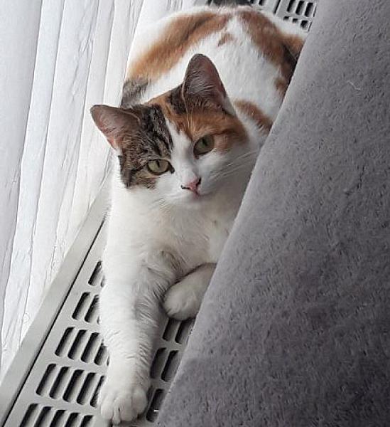 Kattenpraat