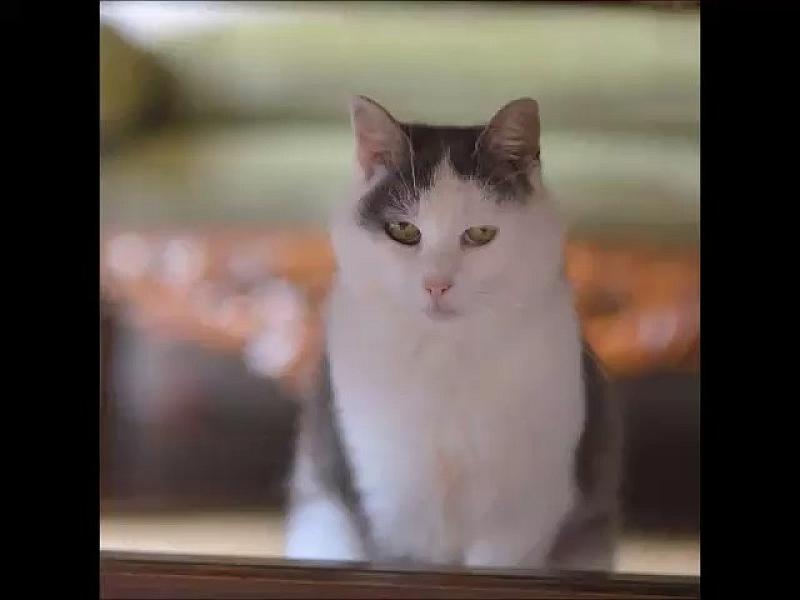 Kattenpraat