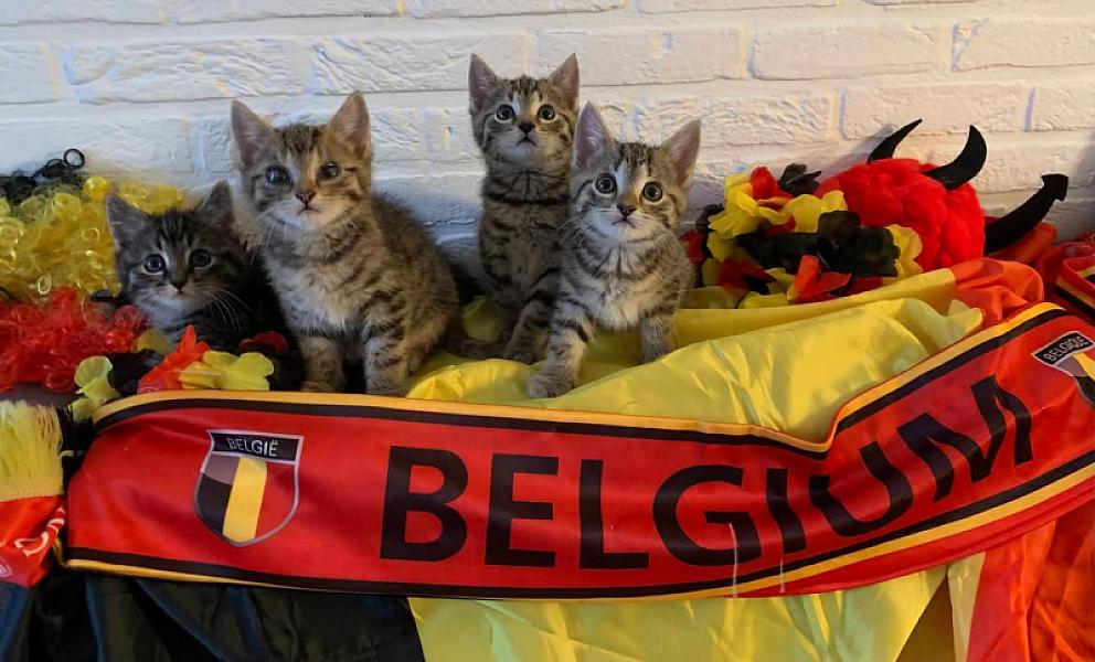 Kattenpraat
