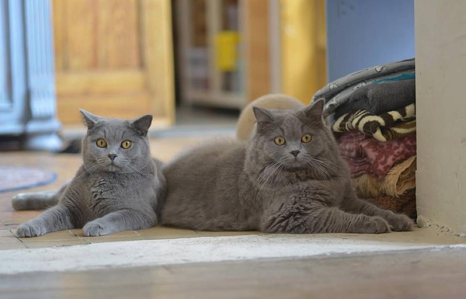 Kattenpraat