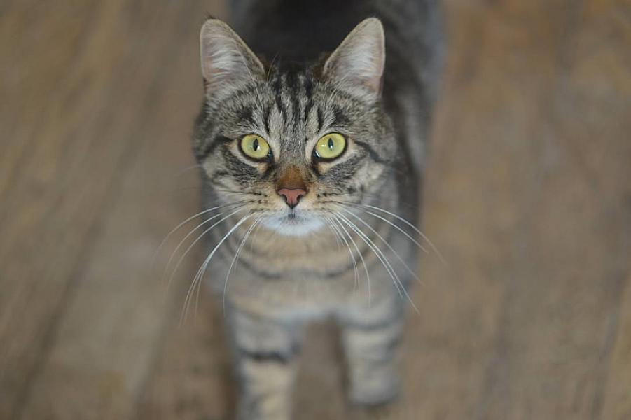 Kattenpraat