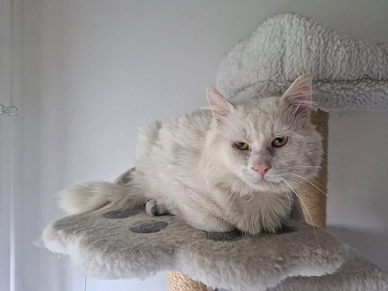 Kattenpraat